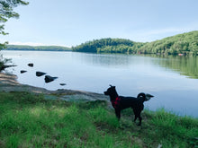 Load image into Gallery viewer, Fur ๐ท๐๐ทรฉ silhouette tee